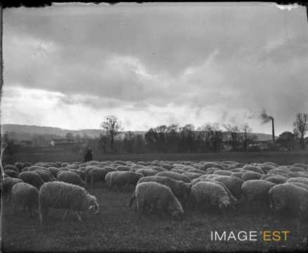 Troupeau de moutons au pâturage (Lorraine)